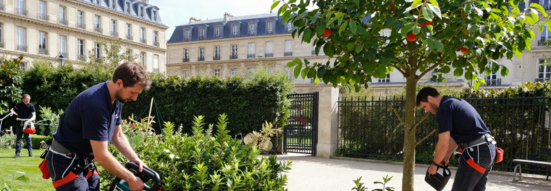 Prestations Jardinage Paris 19eme Trois prestations jardinage courantes Paris 19ème : tonte pelouse, taille haie, élagage arbre par professionnels
