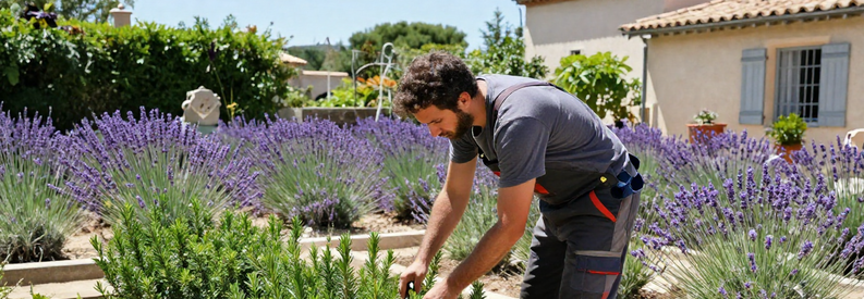 Jardinier Marseille 10eme Taille Haie Laurier Jardinier professionnel taillant haie de laurier dans jardin méditerranéen du 10ème arrondissement de Marseille, avec lavande et romarin en arrière-plan