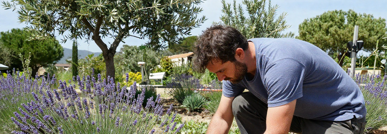 Jardinier Marseille 9eme Amendement Sol Mediterraneen Jardinier spécialisé amendant sol calcaire dans jardin méditerranéen marseillais avec lavande et olivier